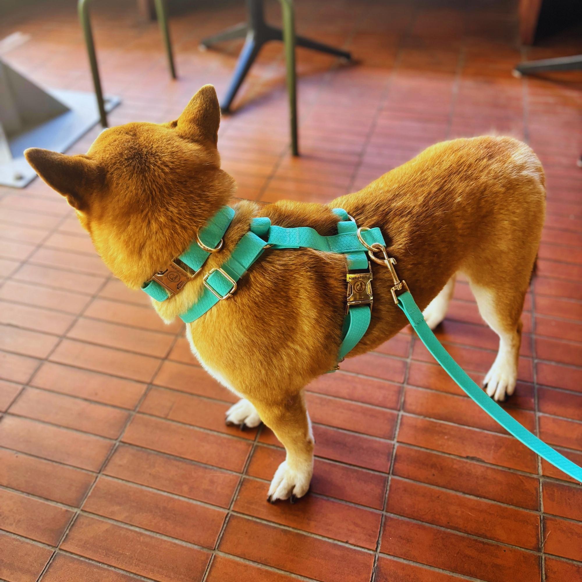 Mint Waterproof Dog Collar, Harness and Leash Set