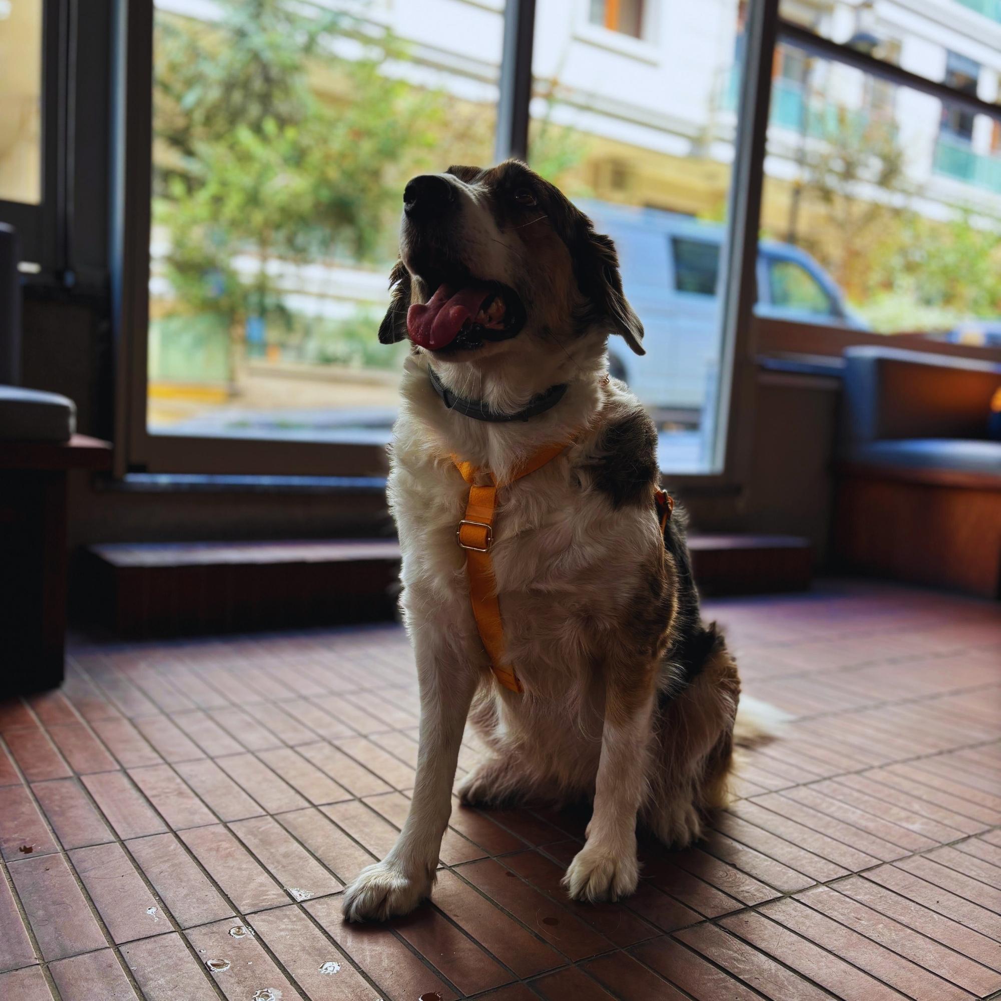 Orange Waterproof Dog Harness